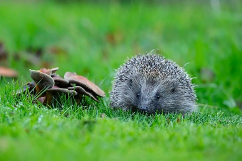 European hedgehog (Erinaceus europaeus) adult animal on a garden grass lawn next to fungi in