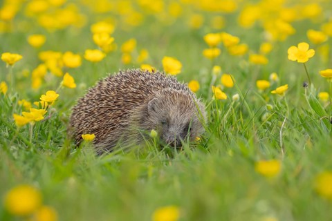European hedgehog (Erinaceus europaeus) adult animal in a wildflower meadow with Buttercup flowers