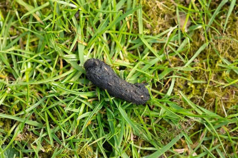 European hedgehog (Erinaceus europaeus) adult animal poo or dung or scat on a garden grass lawn,