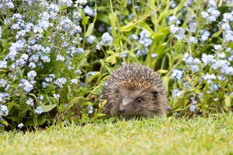 European hedgehog (Erinaceus europaeus) adult animal emerging from a garden flower border with