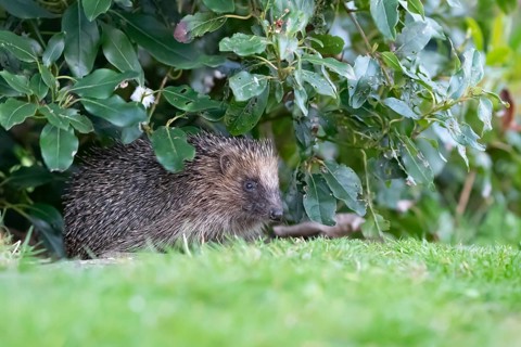 European hedgehog (Erinaceus europaeus) adult animal emerging from under a garden border in spring,