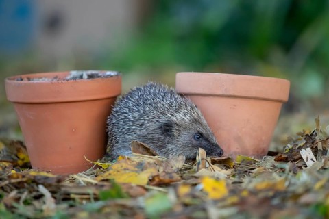 European hedgehog (Erinaceus europaeus) adult animal walking between two garden plant pots in