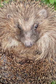 European hedgehog (Erinaceus europaeus) adult animal curled up in a ball on a garden grass lawn in