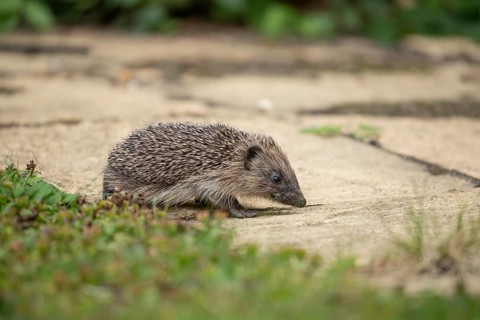 European hedgehog (Erinaceus europaeus) juvenile baby animal on a garden path in summer, England,