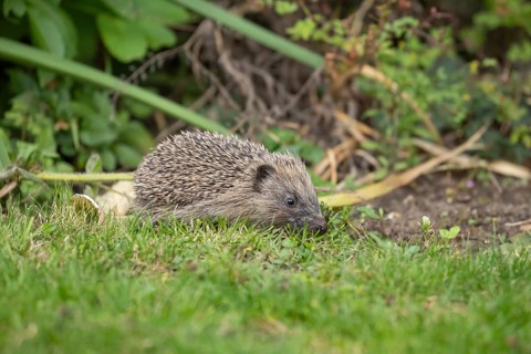 European hedgehog (Erinaceus europaeus) juvenile baby animal in a garden in summer, England, United