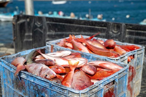 Fishing boats in Mirbat harbor, fish in transport boxes, Oman