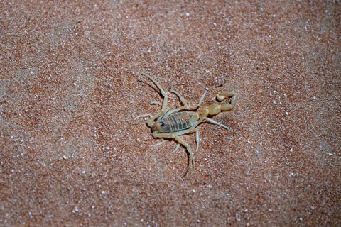 Scorpio in the desert, Rhub al Khali, Emty Quarter, Empty Quarter, Grandma