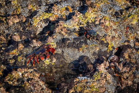 Red rock crab (Grapsus adscensionis) sitting on rock, coast, Omabn