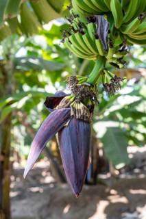 Banana trees, banana flower, plantation, Salalah, Oman