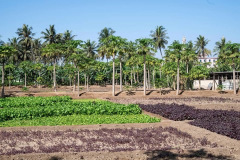 Fruit and vegetable plantation, Salalah, Oman