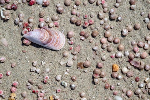 Colourful mussels and snails on the beach near Khaluf, Oman