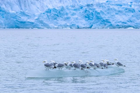 Black-legged kittiwakes (Rissa tridactyla) flock in breeding plumage resting on ice floe in the
