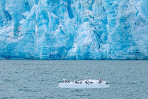 Black-legged kittiwakes (Rissa tridactyla) flock resting on ice floe in front of glacier wall along