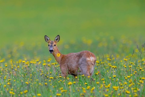 European roe deer (Capreolus capreolus) female, doe eating dandelion flower in meadow, grassland