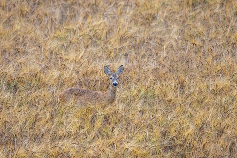 European roe deer (Capreolus capreolus) female, doe showing camouflage colours while foraging in