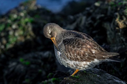 Purple sandpiper (Calidris maritima) in non-breeding plumage preening feathers among rocks on rocky