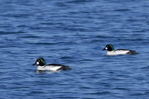 Common goldeneyes (Bucephala clangula) two adult males swimming in sea water along the North Sea
