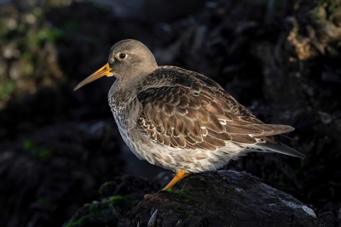 Purple sandpiper (Calidris maritima) in non-breeding plumage resting among rocks on rocky shore