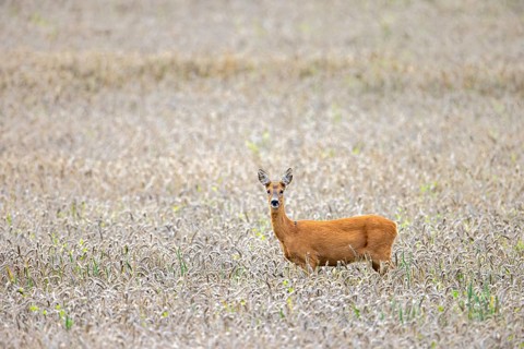 European roe deer (Capreolus capreolus) female, doe foraging in wheat field, cornfield in summer