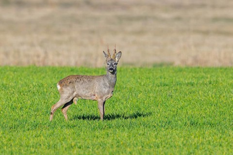 European roe deer (Capreolus capreolus) adult buck, male in grassland, meadow, shedding velvet from