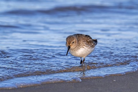 Dunlin (Calidris alpina) adult in winter plumage foraging for worms and crustaceans in swash zone /