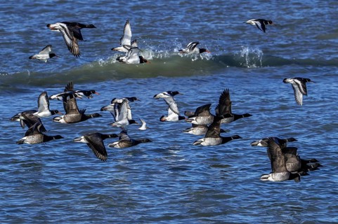 Pale-bellied brant geese (Branta bernicla hrota) flying among brent geese and common pied