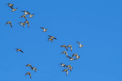 European golden plovers (Pluvialis apricaria) flock in non-breeding plumage in flight against blue
