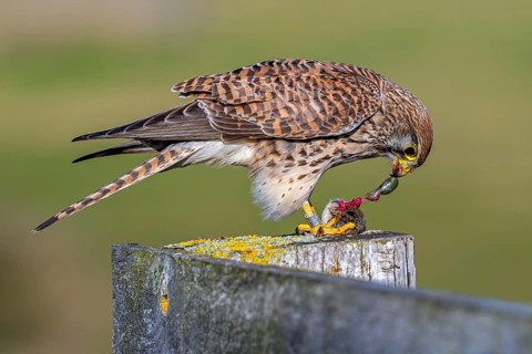 Common kestrel / European kestrel (Falco tinnunculus) female perched on wooden fence post tearing