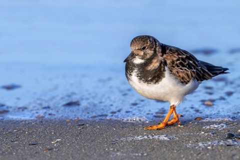 Ruddy turnstone (Arenaria interpres) adult in winter plumage foraging for invertebrates in swash