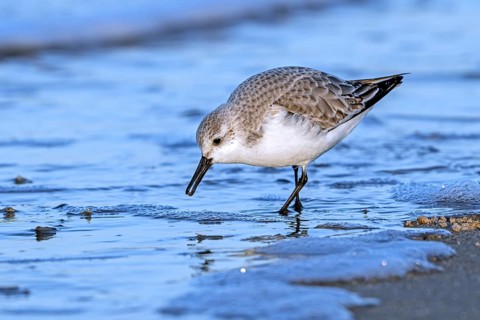 Sanderling (Calidris alba) adult in winter plumage foraging for crustaceans in swash zone /