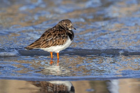 Ruddy turnstone (Arenaria interpres) adult in winter plumage foraging in shallow water for