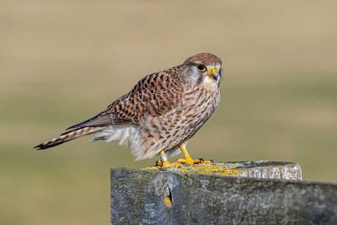 Ringed common kestrel / European kestrel (Falco tinnunculus) female perched on wooden fence post in