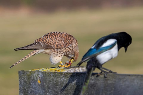Common kestrel / European kestrel (Falco tinnunculus) female perched on wooden fence post eating
