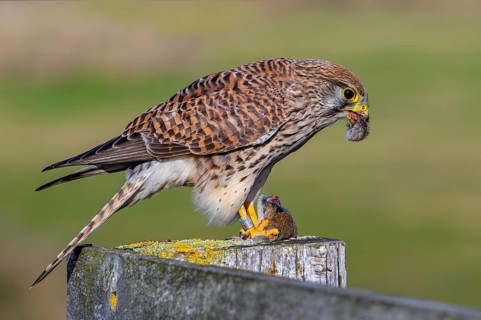 Common kestrel / European kestrel (Falco tinnunculus) female perched on wooden fence post eating