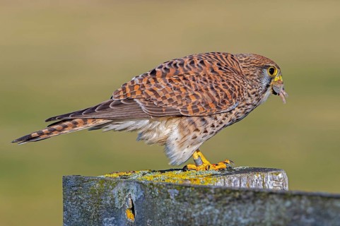 Common kestrel / European kestrel (Falco tinnunculus) female perched on wooden fence post,