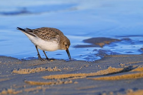 Dunlin (Calidris alpina) adult in winter plumage foraging for invertebrates in swash zone /