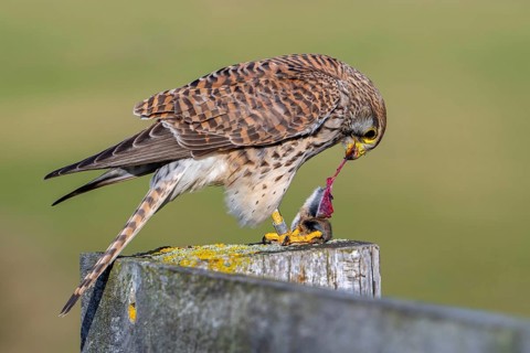 Common kestrel / European kestrel (Falco tinnunculus) female perched on wooden fence post tearing
