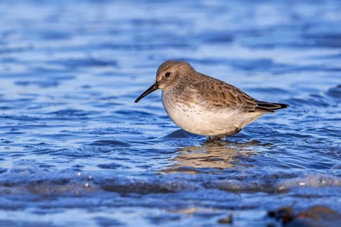 Dunlin (Calidris alpina) adult in winter plumage foraging in shallow water for worms and