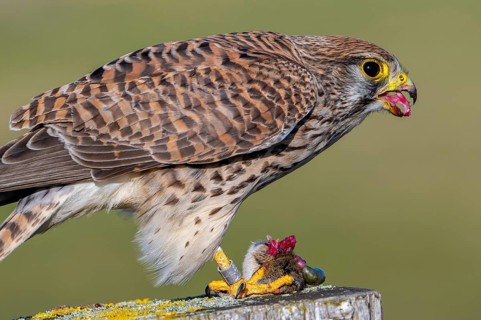 Common kestrel showing its anvil-shaped tongue with backward-facing conical papillae to facilitate