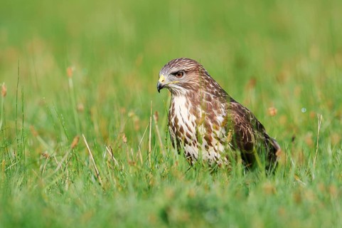 Common buzzard (Buteo buteo) sitting in a meadow, North Rhine-Westphalia, Germany