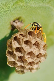 House field wasp or French field wasp (Polistes dominula) building a nest, Algarve, Portugal