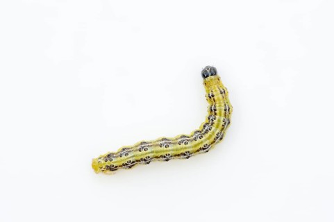 Box tree moth (Cydalima perspectalis), caterpillar on white background, North Rhine-Westphalia,