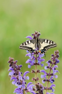 Swallowtail (Papilio machaon) in a meadow sage (Salvia pratensis), North Rhine-Westphalia, Germany