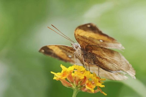 Malaysian leaf butterfly or Indian leaf butterfly (Kallima paralekta), captive, occurrence in Asia