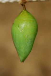 Peleides Blue Morpho or sky moth (Morpho peleides), pupa, captive, occurrence in Central and South