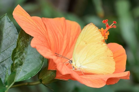 Butterfly Common Emigrant or Lemon Emigrant (Catopsilia pomona) on a Chinese hibiscus (Hibiscus