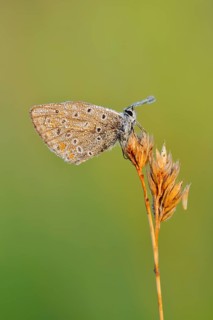 Blue butterfly (Polyommatus icarus) with dewdrops, North Rhine-Westphalia, Germany