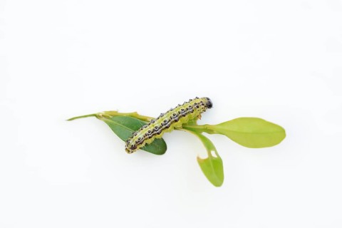 Box tree moth (Cydalima perspectalis), caterpillar eating leaves of box tree (Buxus sempervirens)