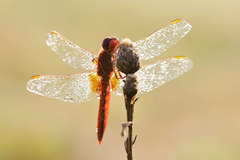 Scarlet Dragonfly (Crocothemis erythraea), male with dewdrops in backlight, North Rhine-Westphalia,