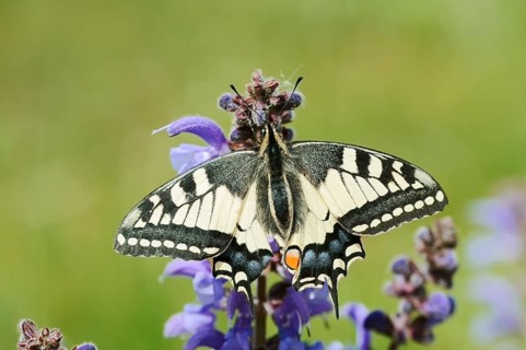 Swallowtail (Papilio machaon) in a meadow sage (Salvia pratensis), North Rhine-Westphalia, Germany